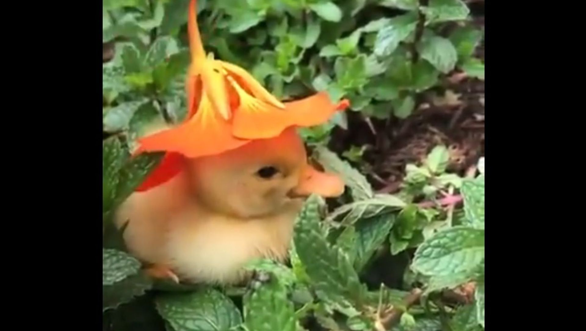 An adorable video has been going viral on Twitter, showing a little yellow duckling chilling in the midst of plants. An adorable video has been going viral on Twitter, showing a little yellow duckling chilling in the midst of plants. - Sputnik International, 1920, 13.02.2021