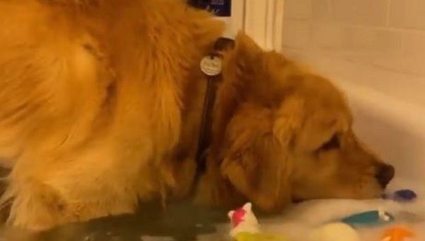 In a snippet making rounds on Instagram, a golden retriever is seen fishing out its favorite ball out of a water-filled bath-tub. In a snippet making rounds on Instagram, a golden retriever is seen fishing out its favorite ball out of a water-filled bath-tub. - Sputnik International