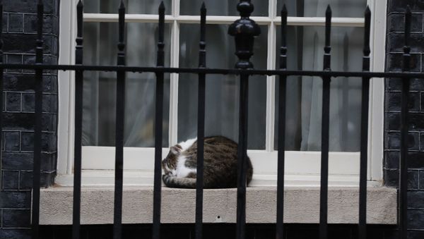 Larry the cat, Britain's Chief Mouser to the Cabinet Office sleeps on a window sill of 10 Downing Street in London, Wednesday, Oct. 21, 2020. - Sputnik International