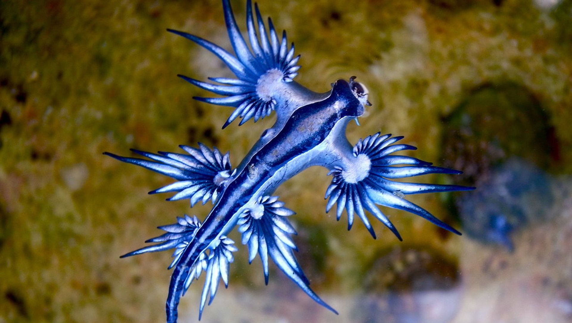 Blue dragon-glaucus atlanticus Blue dragon-glaucus atlanticus - Sputnik International, 1920, 16.02.2021