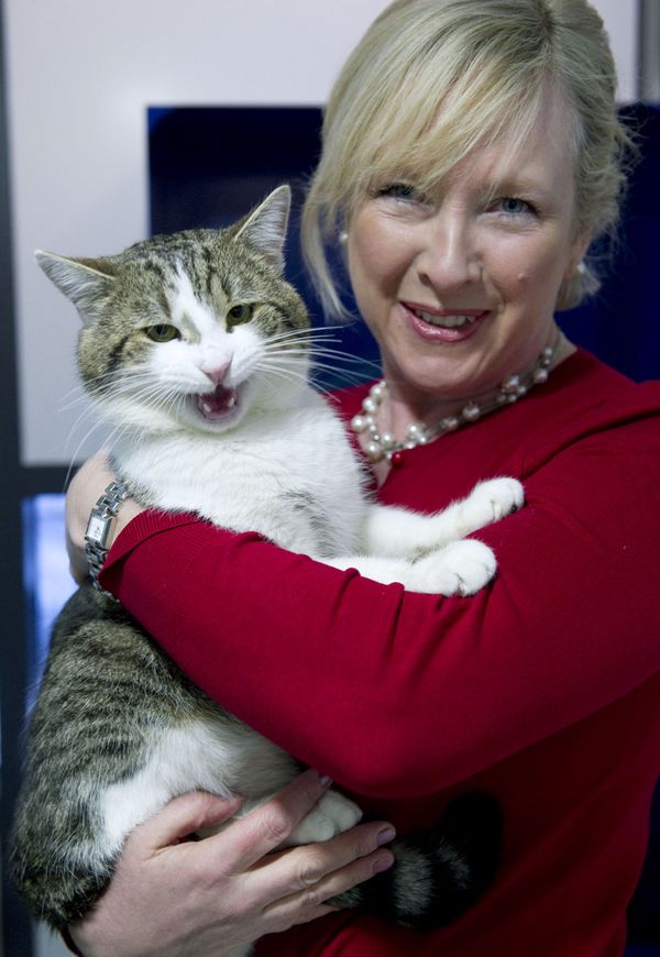 Larry, No.10's 'Chief Mouser', Celebrates 10 Years at Downing Street - Sputnik International