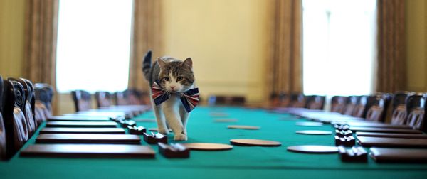 Larry, No.10's 'Chief Mouser', Celebrates 10 Years at Downing Street - Sputnik International