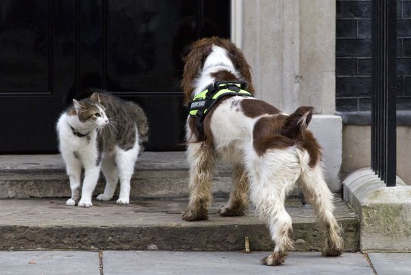 Larry, No.10's 'Chief Mouser', Celebrates 10 Years at Downing Street - Sputnik International