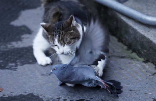 Larry, No.10's 'Chief Mouser', Celebrates 10 Years at Downing Street - Sputnik International