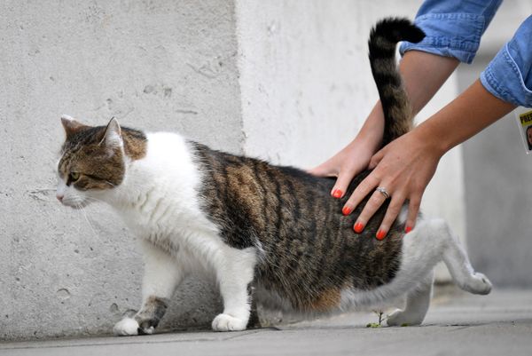 Larry, No.10's 'Chief Mouser', Celebrates 10 Years at Downing Street - Sputnik International