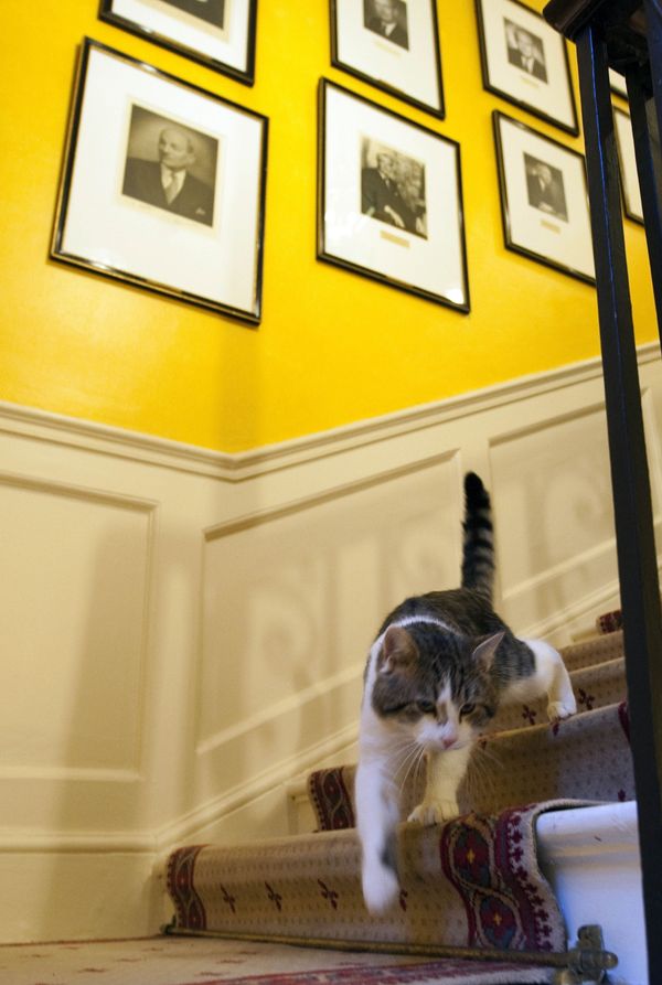 Larry, No.10's 'Chief Mouser', Celebrates 10 Years at Downing Street - Sputnik International