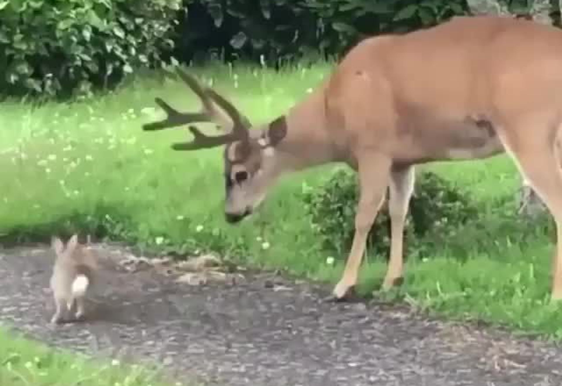 Rabbit and deer Rabbit and deer - Sputnik International, 1920, 17.02.2021