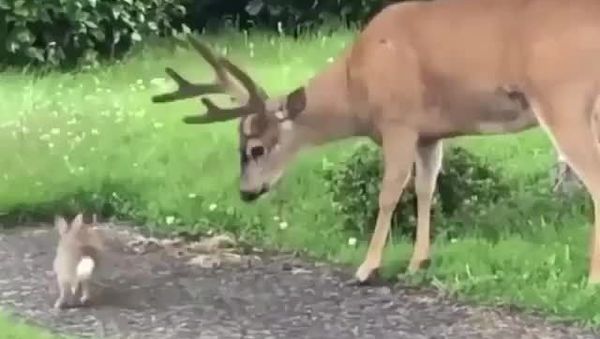Rabbit and deer - Sputnik International