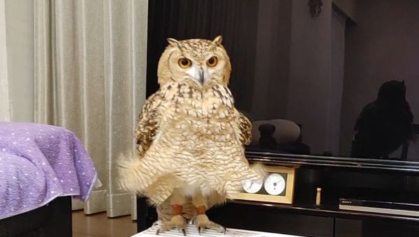 Owl - Sputnik International