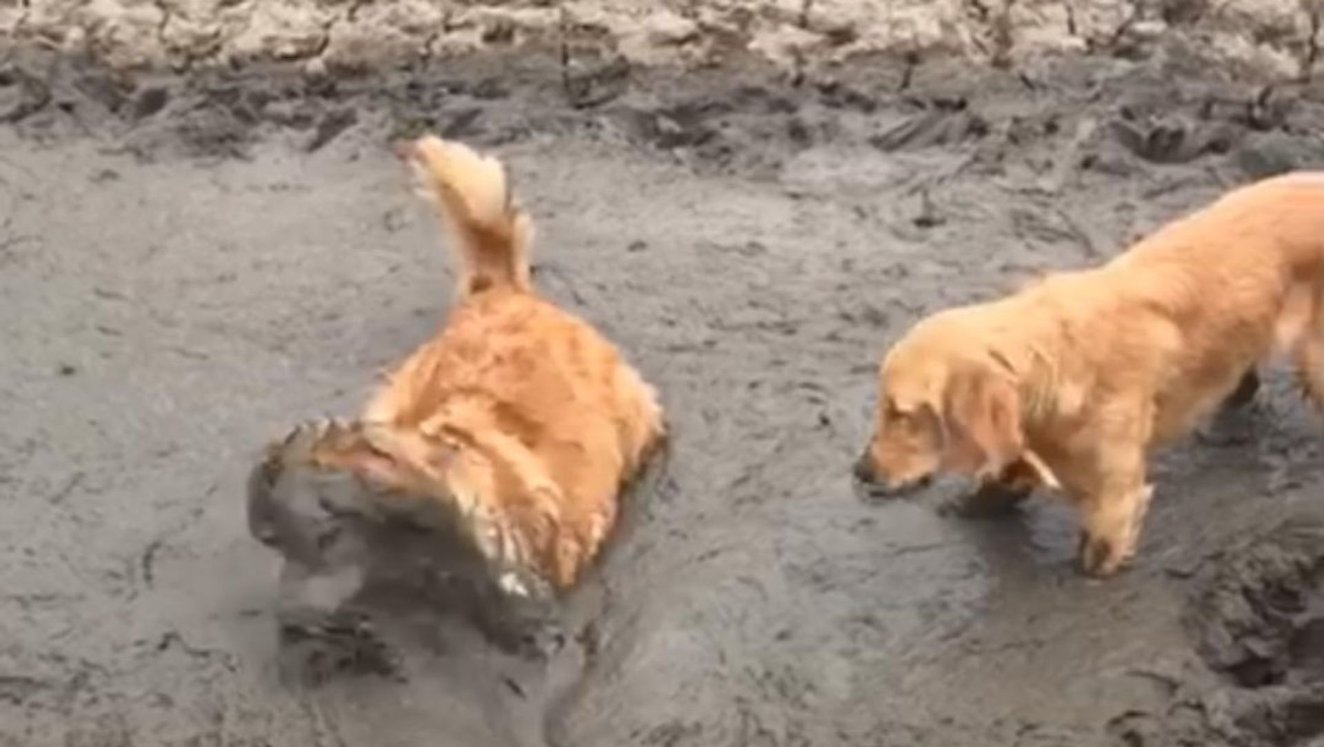 retrievers in the mud retrievers in the mud - Sputnik International, 1920, 18.02.2021