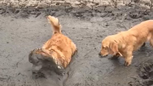 retrievers in the mud - Sputnik International