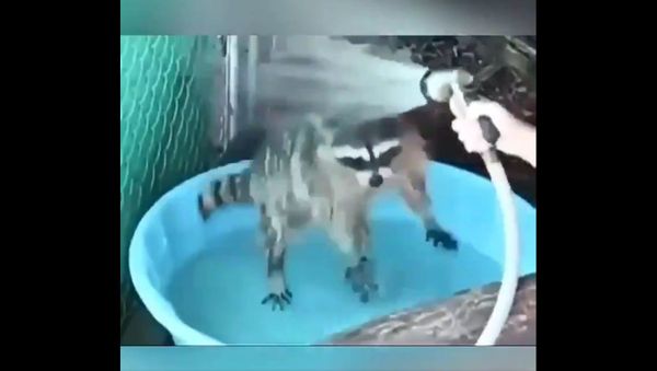 A raccoon at bath time - Sputnik International