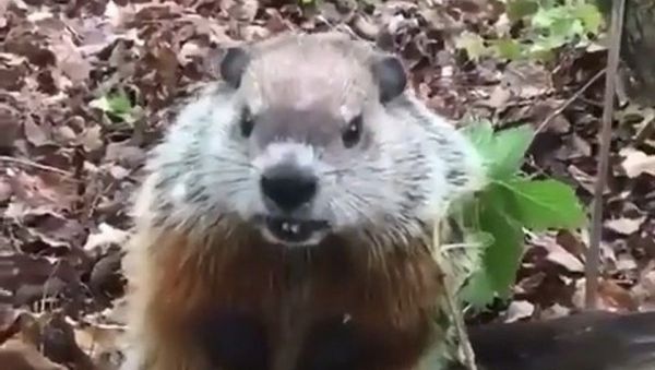 Angry groundhog - Sputnik International
