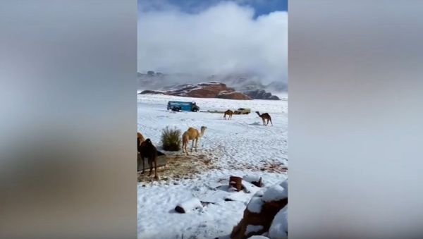 CRAZY SNOW in Saudi Arabia!Сamels covered with snow - Sputnik International