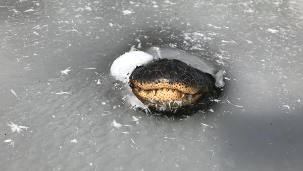 A photo of the alligator sticking its snout out of the frozen water in Ouachita National Forest on February 18, 2021. - Sputnik International