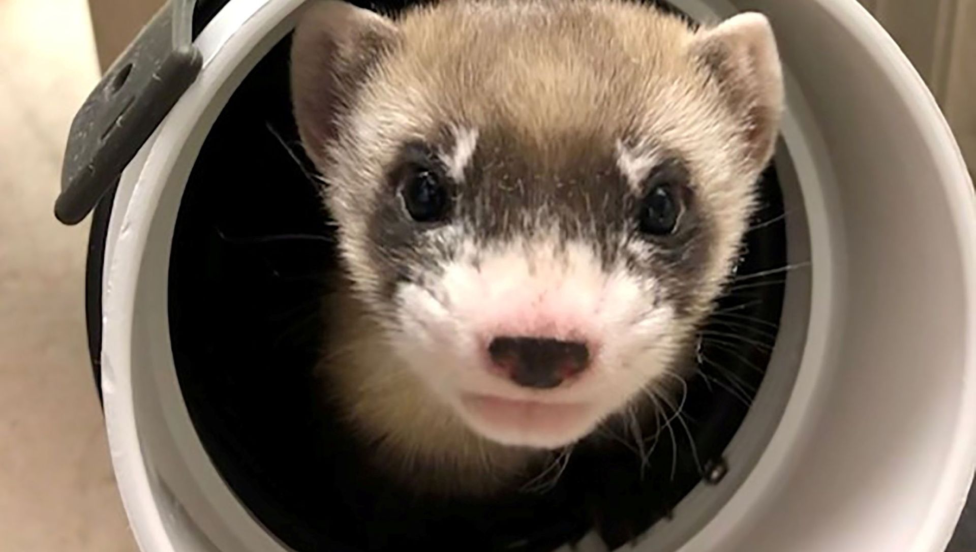 Elizabeth Ann, the first cloned black-footed ferret and first-ever cloned U.S. endangered species, pokes through a pipe at 50-days old at the U.S. Fish and Wildlife Service's (USFWS) National Black-footed Ferret Conservation Center near Fort Collins, Colorado, U.S. January 29, 2021 Elizabeth Ann, the first cloned black-footed ferret and first-ever cloned U.S. endangered species, pokes through a pipe at 50-days old at the U.S. Fish and Wildlife Service's (USFWS) National Black-footed Ferret Conservation Center near Fort Collins, Colorado, U.S. January 29, 2021 - Sputnik International, 1920, 20.02.2021