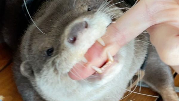 Otter - Sputnik International