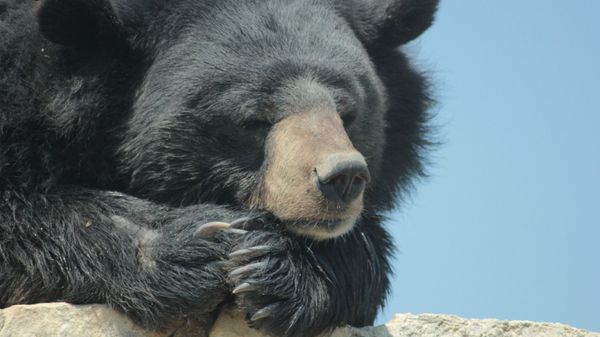 a black bear - Sputnik International