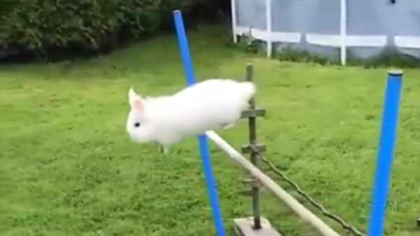 Rabbit - Sputnik International