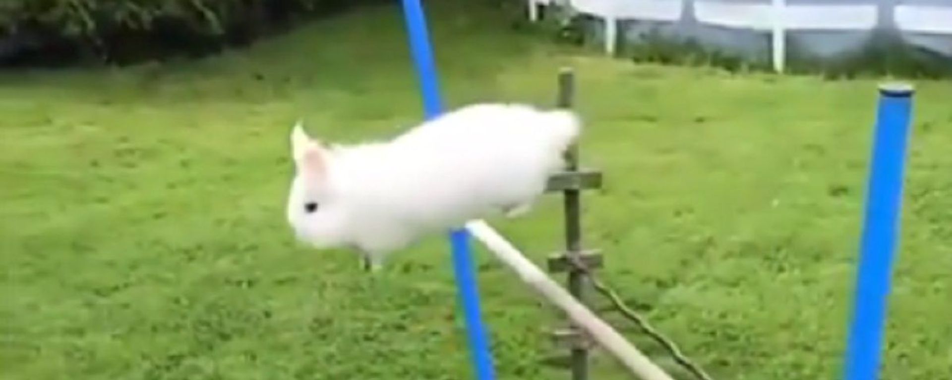 Rabbit - Sputnik International, 1920, 20.02.2021