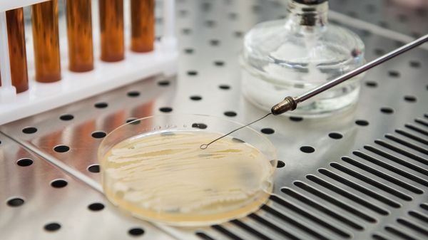 Bacillus subtilis - Sputnik International