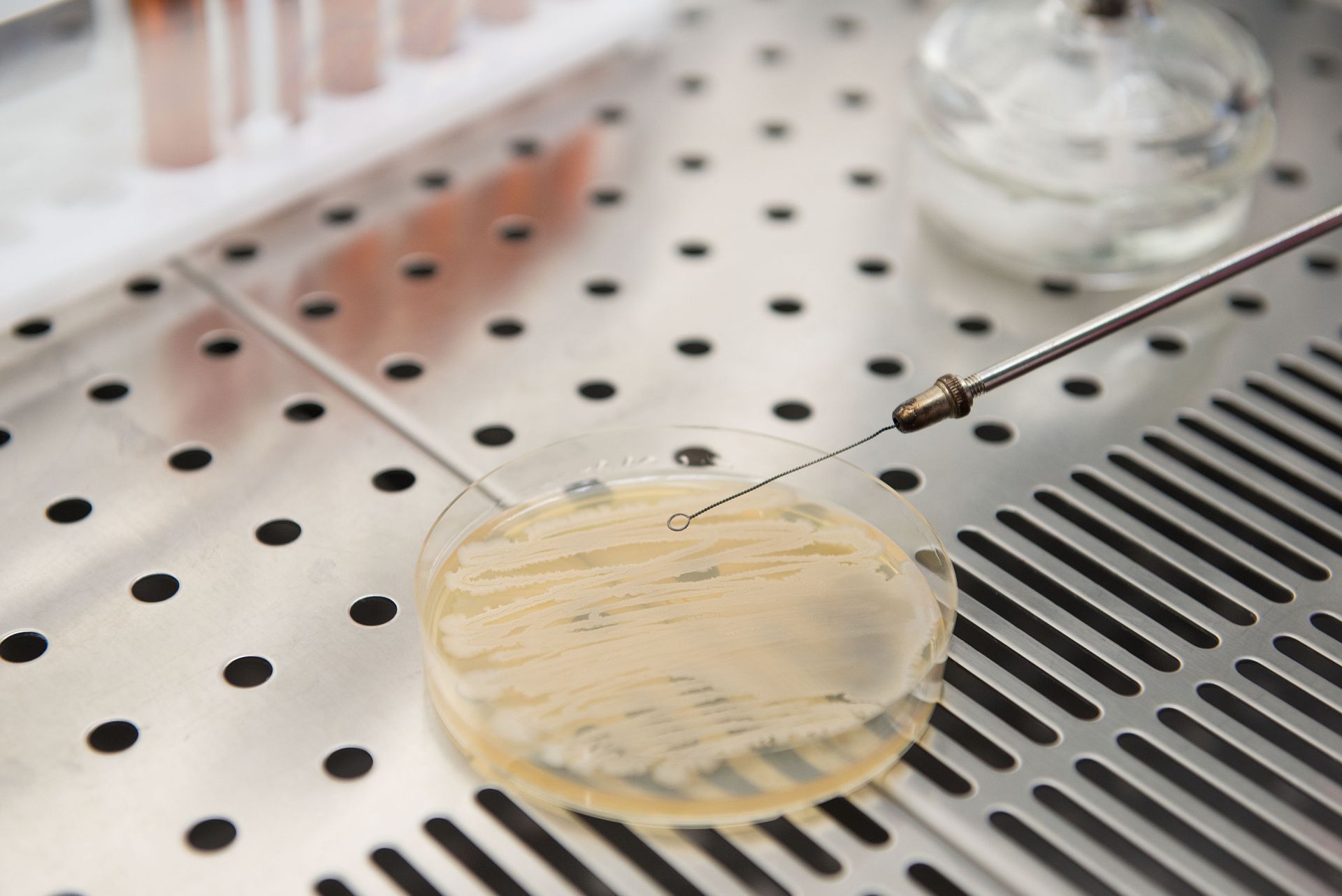 Russian Scientists Figure Out How to Fight Salmonella With Probiotics Russian Scientists Figure Out How to Fight Salmonella With Probiotics - Sputnik International, 1920, 20.02.2021