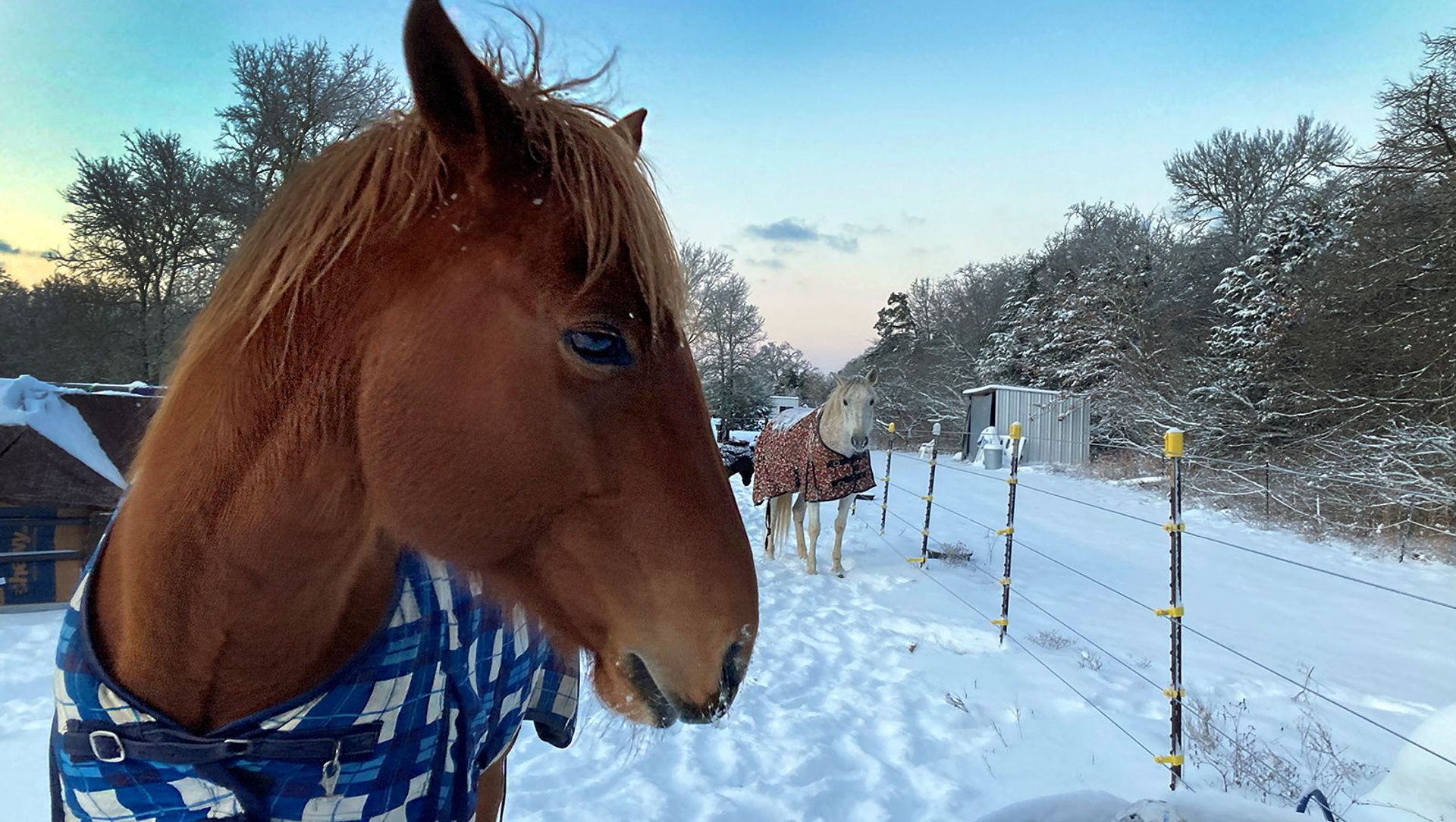 Horses wait for the ice to be broken in their water trough as the sun rises in Bastop county Horses wait for the ice to be broken in their water trough as the sun rises in Bastop county - Sputnik International, 1920, 20.02.2021
