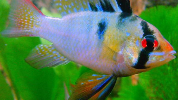 Male Blue Ram fresh water fish - Sputnik International