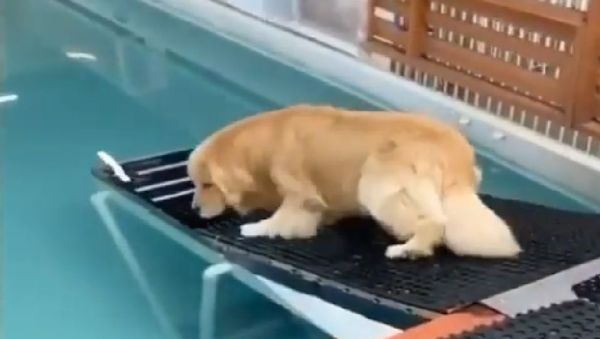 Golden Retriever - Sputnik International