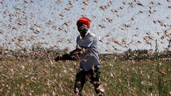 Biblical Plague Comes True: Kenya Fights Locust Invasion - Sputnik International