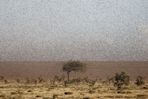 Biblical Plague Comes True: Kenya Fights Locust Invasion - Sputnik International