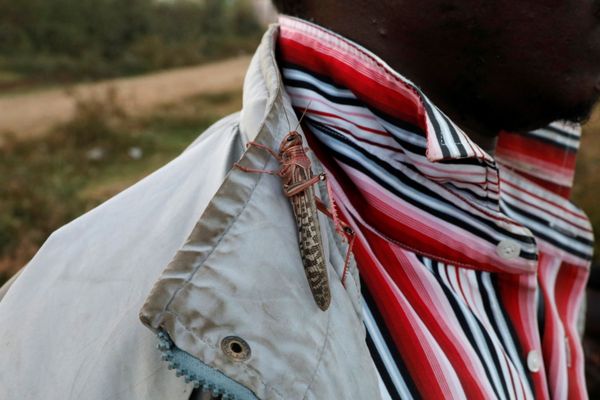 Biblical Plague Comes True: Kenya Fights Locust Invasion - Sputnik International