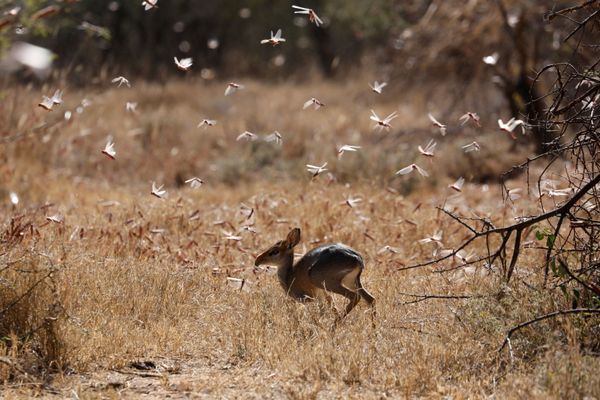 Biblical Plague Comes True: Kenya Fights Locust Invasion - Sputnik International