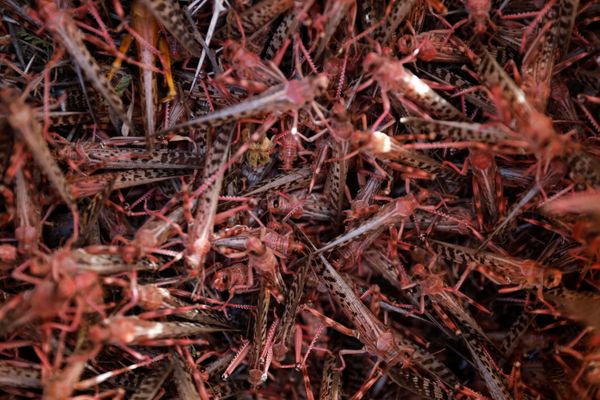 Biblical Plague Comes True: Kenya Fights Locust Invasion - Sputnik International