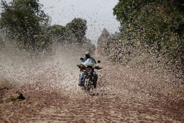 Biblical Plague Comes True: Kenya Fights Locust Invasion - Sputnik International
