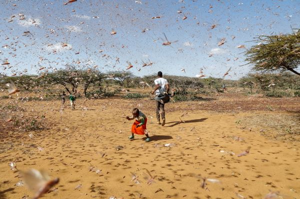Biblical Plague Comes True: Kenya Fights Locust Invasion - Sputnik International