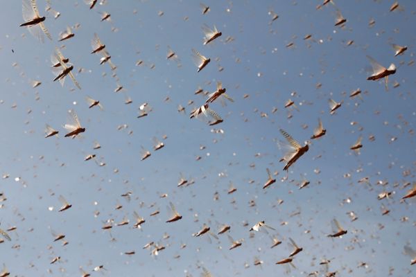 Biblical Plague Comes True: Kenya Fights Locust Invasion - Sputnik International