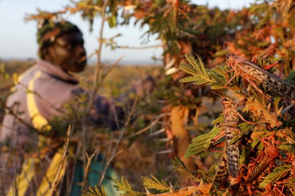 Biblical Plague Comes True: Kenya Fights Locust Invasion - Sputnik International