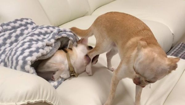 Chihuahua dogs - Sputnik International