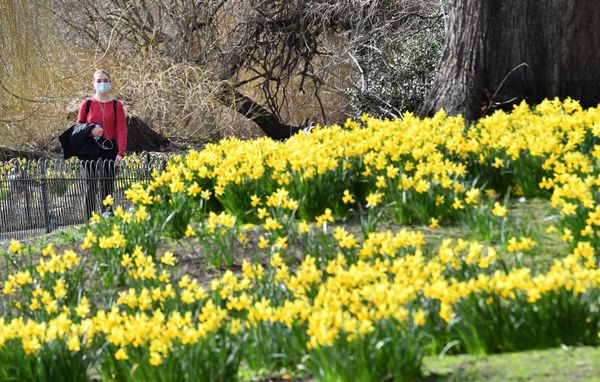 A pedestrian wearing a face covering walks past a flower bed full of daffodils in St James's Park, central London, 24 February 2021. A pedestrian wearing a face covering walks past a flower bed full of daffodils in St James's Park, central London, 24 February 2021. - Sputnik International