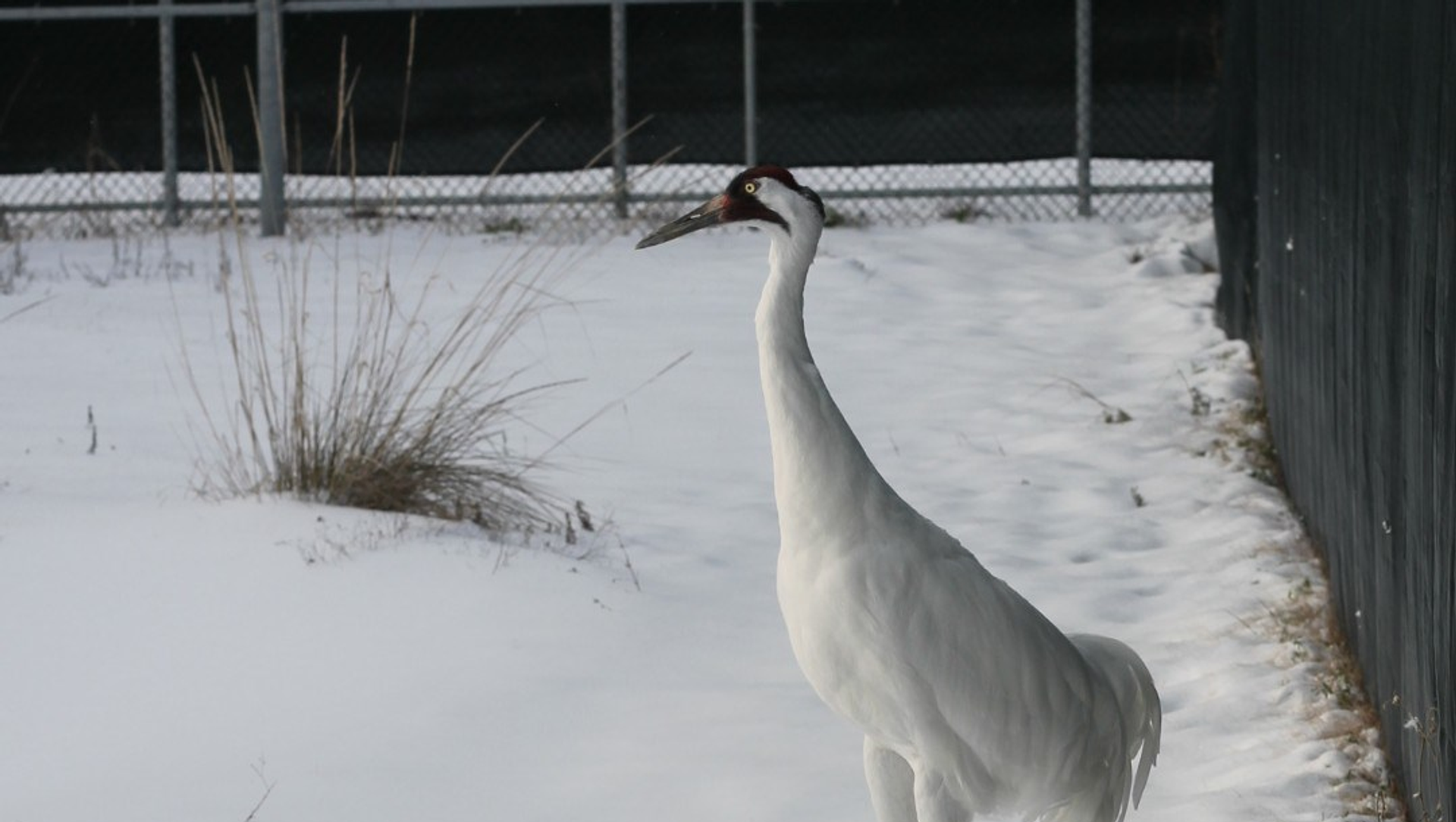 Whooping Crane at the Whooping Crane Center of Texas. Whooping Crane at the Whooping Crane Center of Texas. - Sputnik International, 1920, 25.02.2021