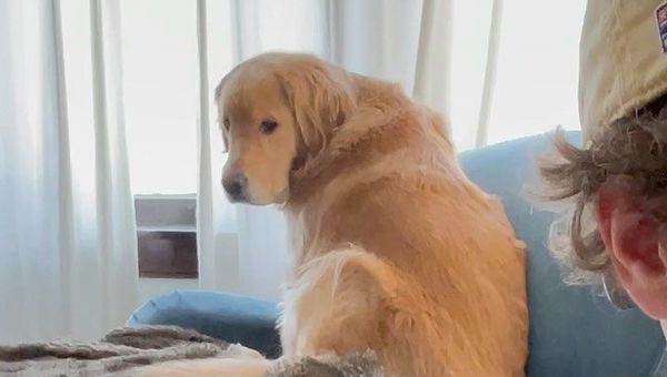 golden retriever - Sputnik International