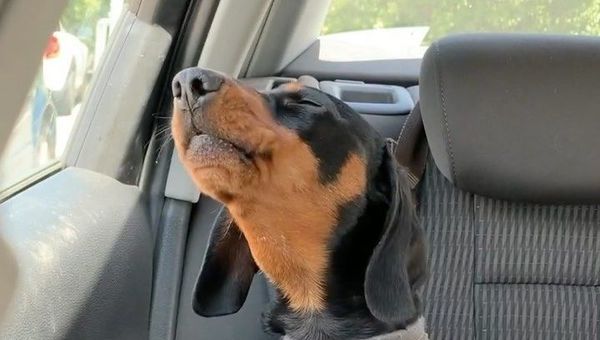 Dachshund - Sputnik International