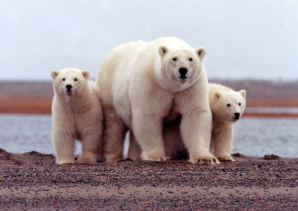 Majestic Beasts of Arctic Wilderness: World Celebrates International Polar Bear Day - Sputnik International