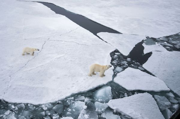 Majestic Beasts of Arctic Wilderness: World Celebrates International Polar Bear Day - Sputnik International