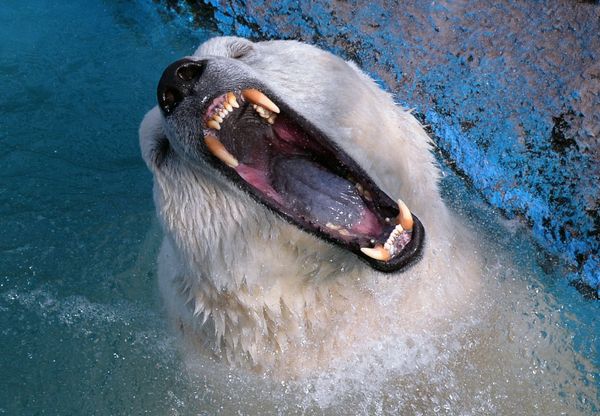 Majestic Beasts of Arctic Wilderness: World Celebrates International Polar Bear Day - Sputnik International