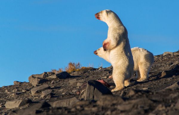 Majestic Beasts of Arctic Wilderness: World Celebrates International Polar Bear Day - Sputnik International