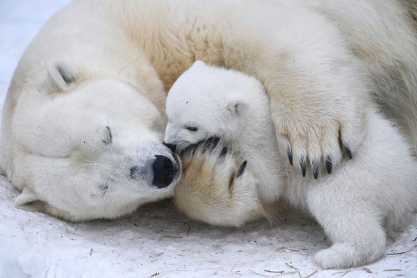 Majestic Beasts of Arctic Wilderness: World Celebrates International Polar Bear Day - Sputnik International