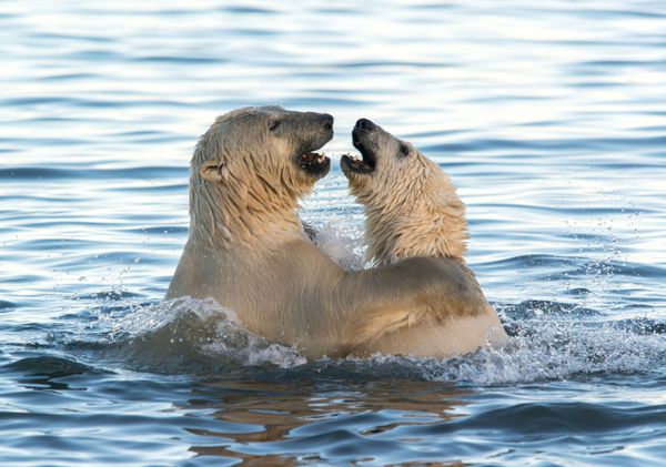 Majestic Beasts of Arctic Wilderness: World Celebrates International Polar Bear Day - Sputnik International