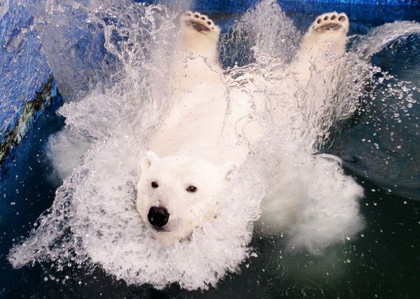 Majestic Beasts of Arctic Wilderness: World Celebrates International Polar Bear Day - Sputnik International